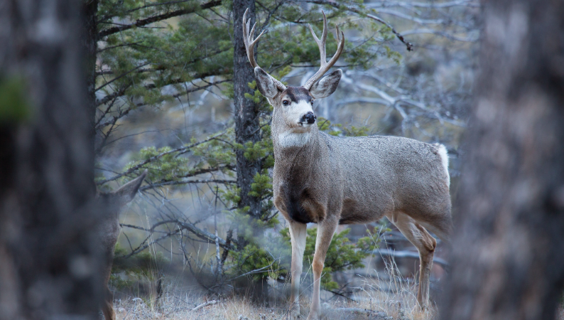 First case of CWD confirmed in Yellowstone National Park as mule deer buck tests positive – Outdoor News