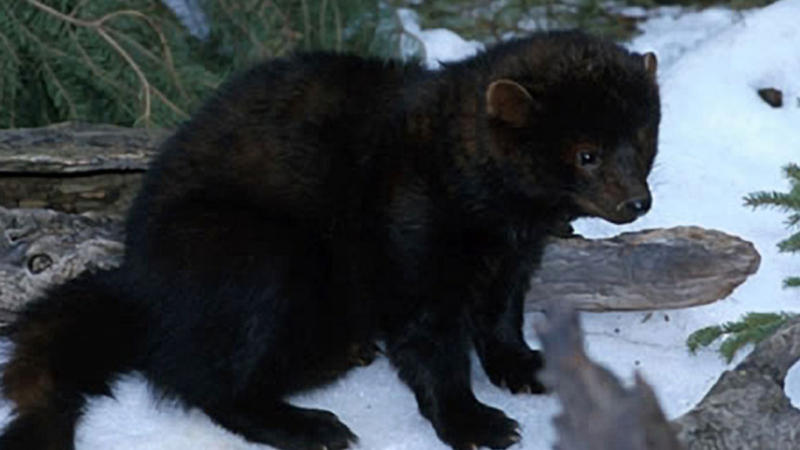 Fisher or Fisher Cat? A New Video Captures This Unique Animal Spotted in Vermont