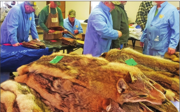 Fur experts advise when to target ‘prime’ furbearers – Outdoor News