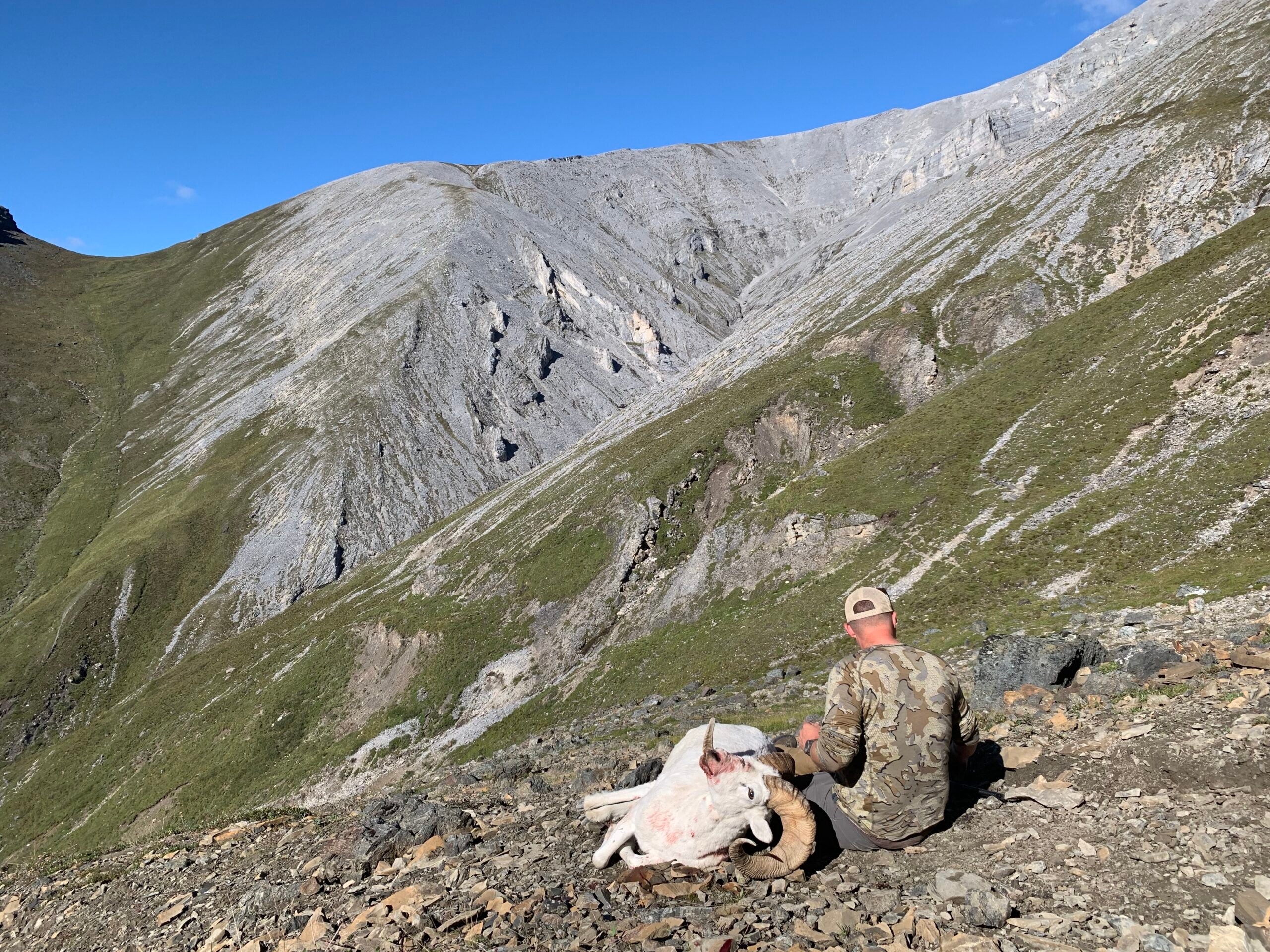 freel with dall sheep.