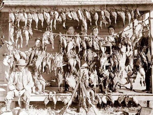 Histories Forgotten: 1900s over-hunting and the decline in waterfowl – Outdoor News