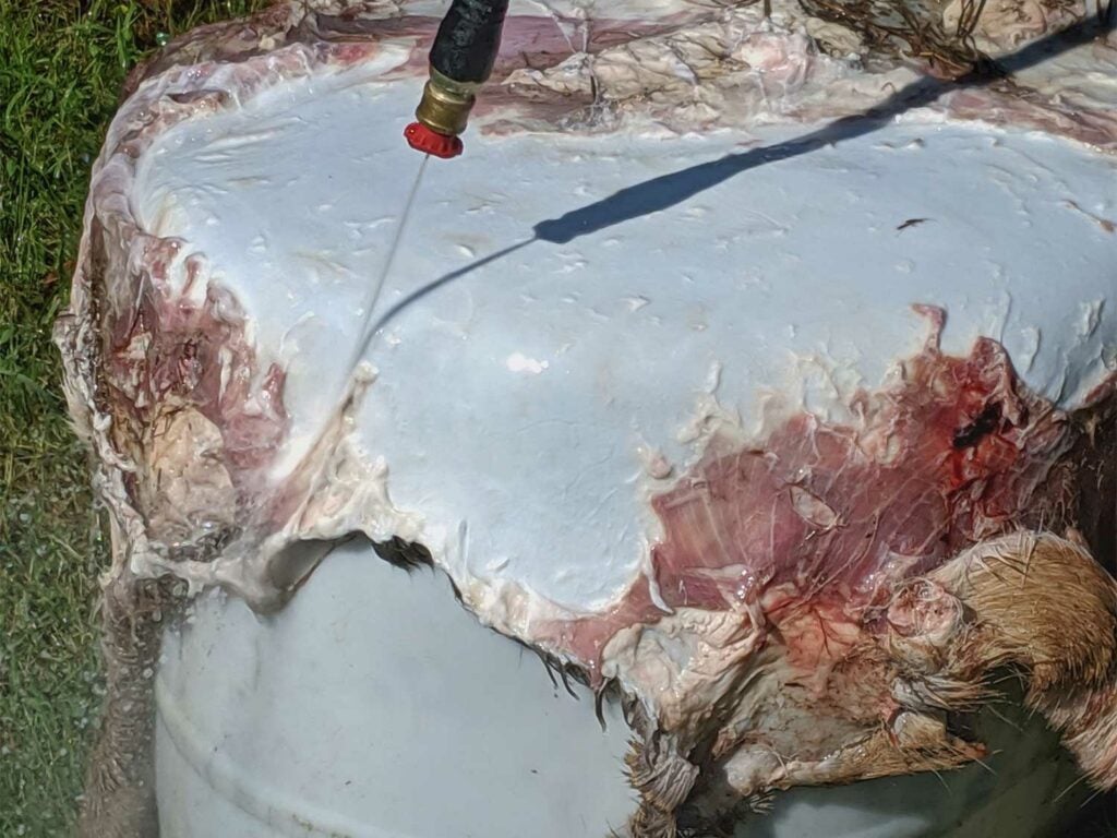 pressure washing flesh off of deer hide