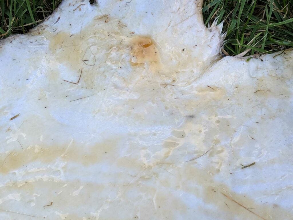 a clean white deer hide