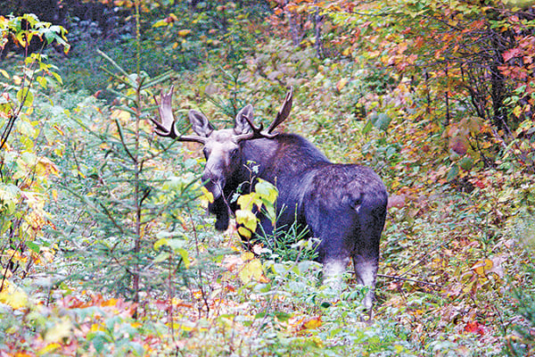 Hunters take 78 moose in northeastern Vermont unit – Outdoor News