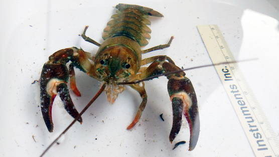 Invasive signal crayfish found in Minnesota lake for first time – Outdoor News