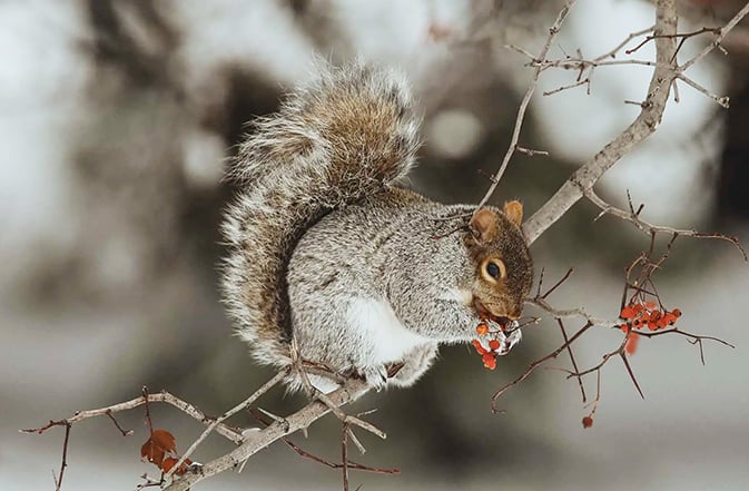 Jump and gun: A brisk squirrel hunting tactic for these cool November days – Outdoor News