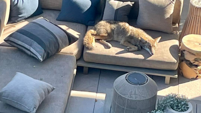 Kicked Out of His Den, Young Coyote Makes Itself at Home on Patio Furniture