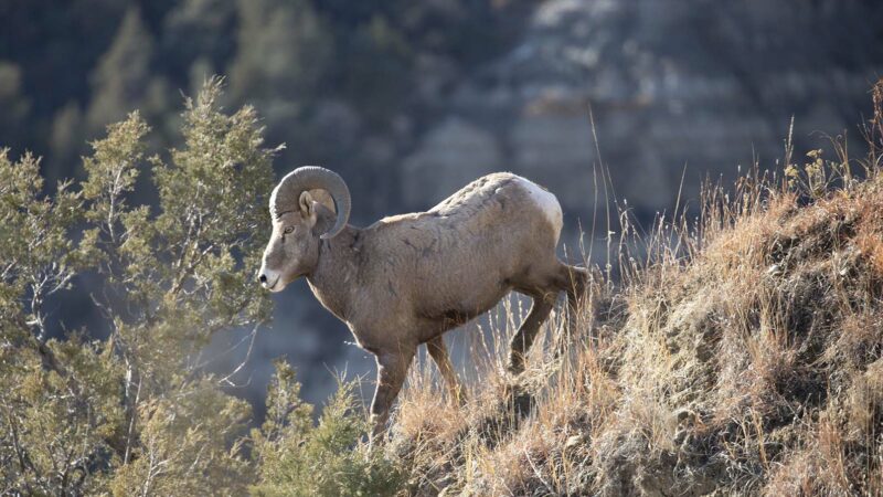 Latest survey reveals record 347 North Dakota bighorn sheep in state’s western grasslands – Outdoor News
