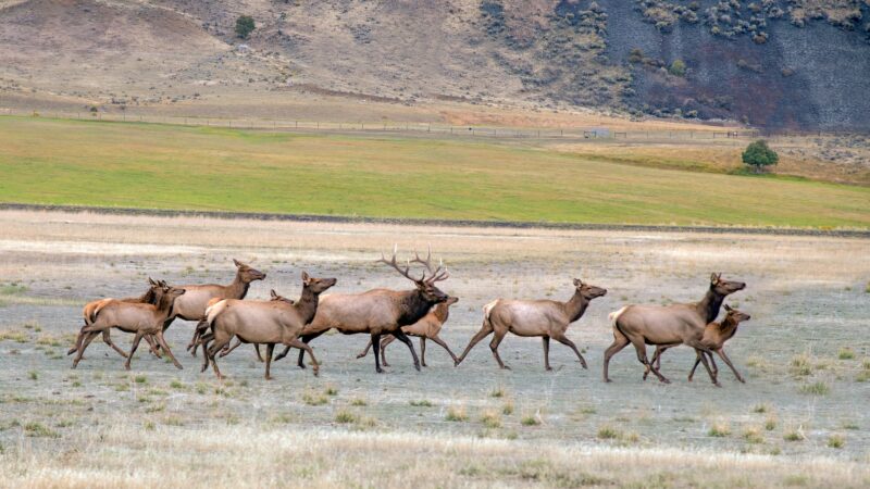 Lawmaker Proposes ‘All-You-Can-Kill’ Elk Permits for Wyoming Ranchers