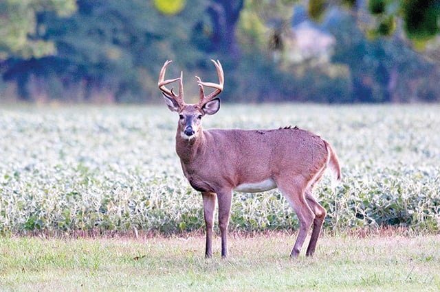 Lawsuit filed against Michigan DNR to allow drone use in recovery of deer – Outdoor News