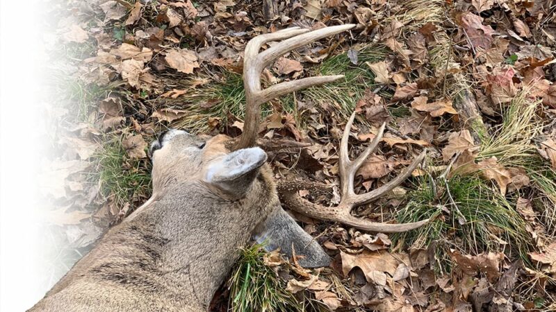 Limiting your chances of losing a deer starts with shot selection – Outdoor News