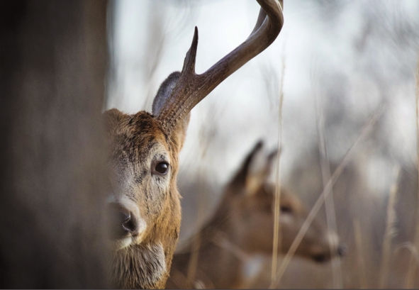 Michigan’s Ogemaw County has CWD-positive whitetail – Outdoor News