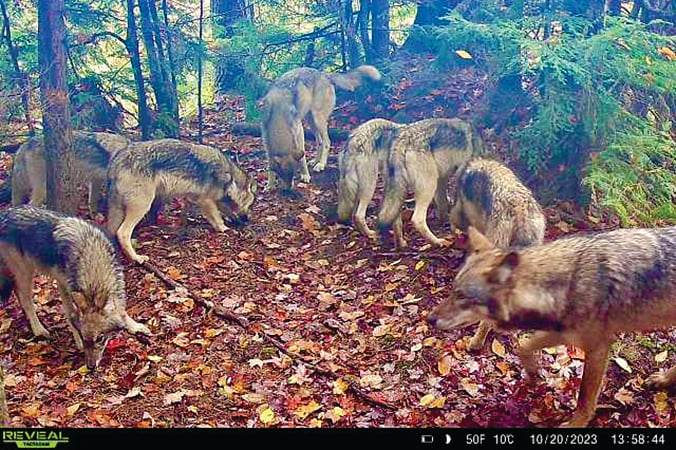 Michigan’s wolf attacks on dogs increase in 2023 – Outdoor News