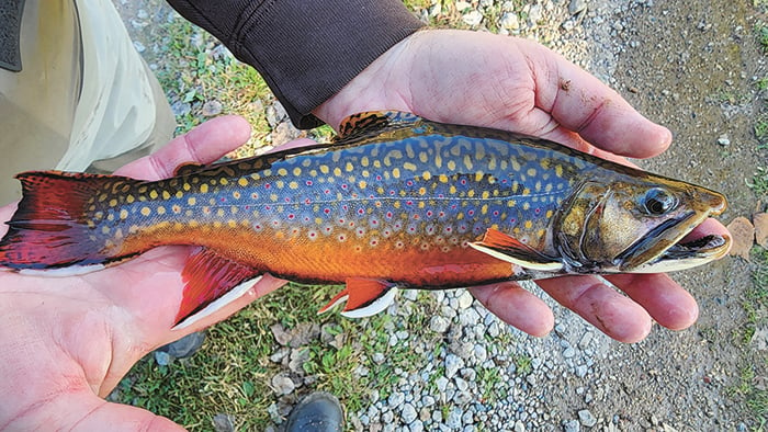 Minnesota DNR assesses state of southeast stream trout – Outdoor News