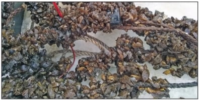 Minnesota DNR examining zebra mussel effect on walleye growth – Outdoor News