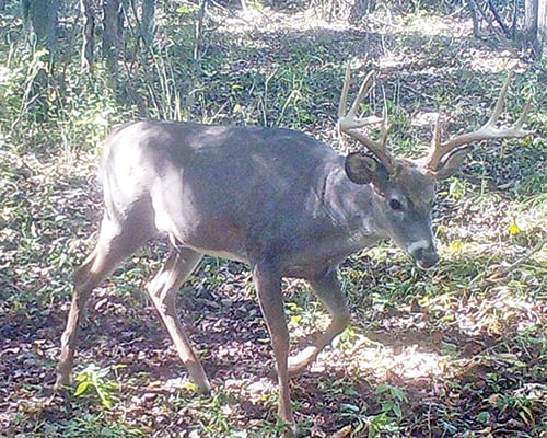 Minnesota’s CWD tally hits 23 positives this fall – Outdoor News