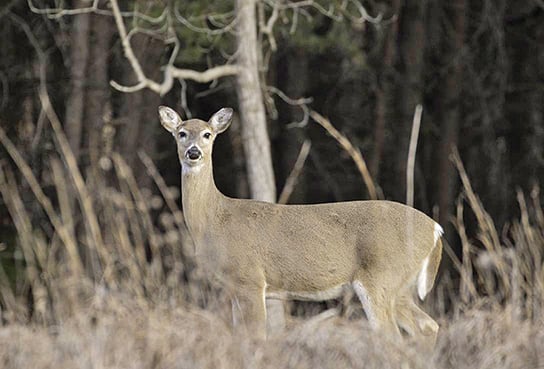 MN Daily Update: CWD found in Wisconsin/Minnesota border county – Outdoor News