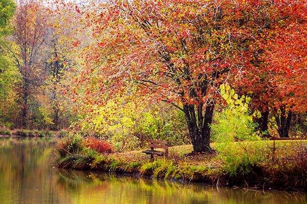 MN Daily Update: DNR accepting seedling orders for those looking to plant trees next spring – Outdoor News