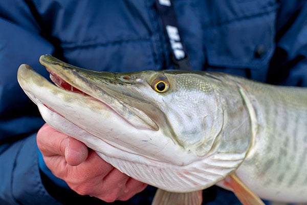 MN Daily Update: Muskie anglers, rejoice – Outdoor News