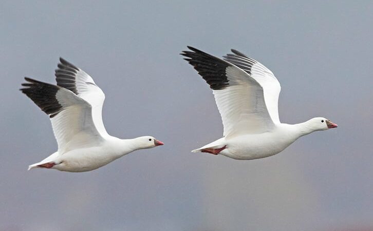 MN Daily Update: Renaming of up to 80 bird species – Outdoor News