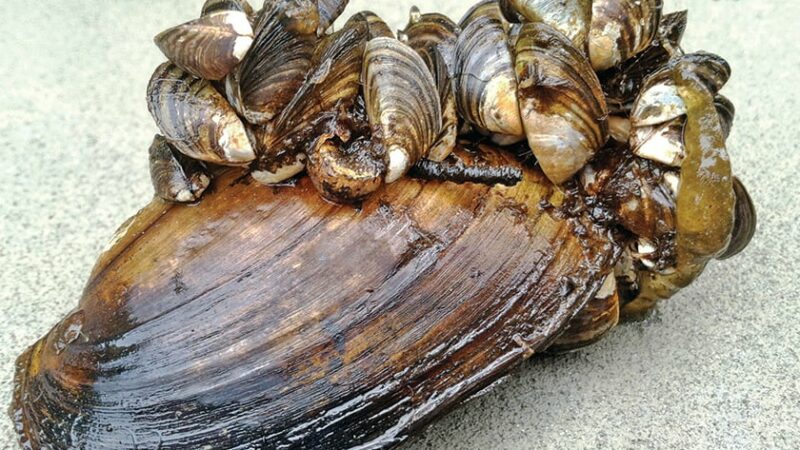 MN Daily Update: Zebra mussels confirmed in state border water – Outdoor News