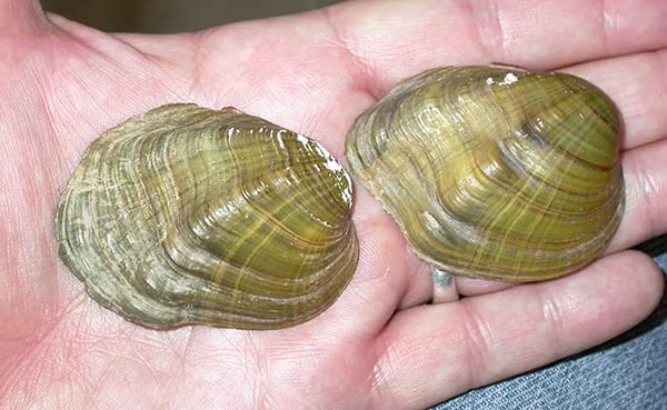 Mussel species once found in Illinois among eight declared extinct – Outdoor News
