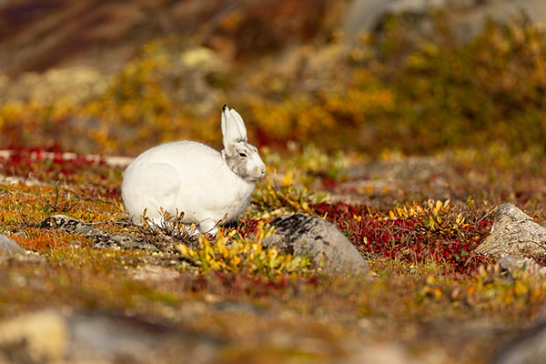 Nature Smart: Big hares of the Arctic – Outdoor News