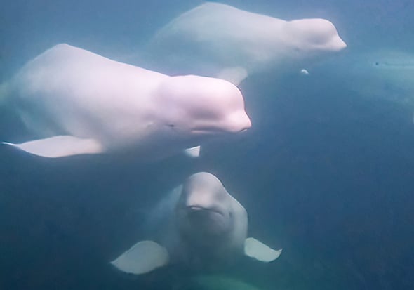 Nature smart: Photographing beluga whales – Outdoor News