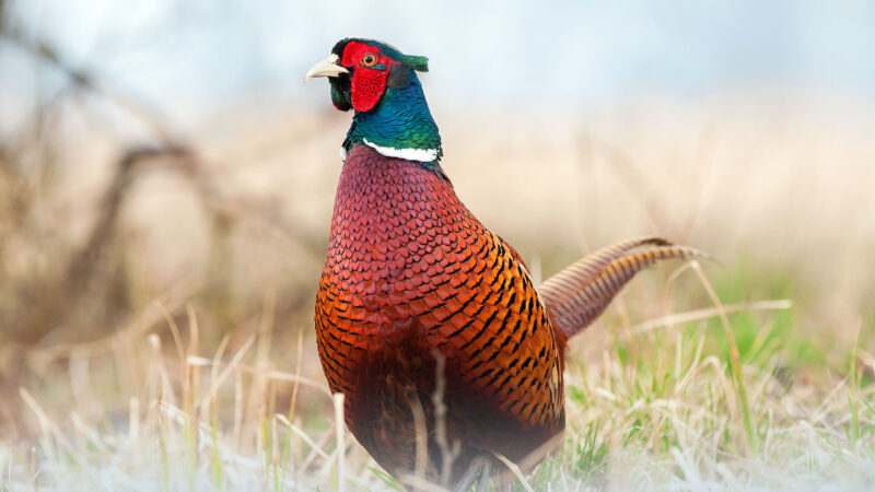 New York landowners sought for grassland preservation to help state birds – Outdoor News