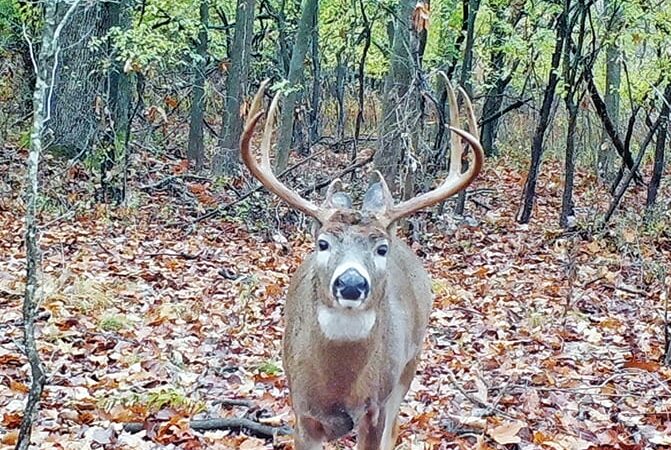 New York Outdoor News 2023 Rut Tracker: Lockdown? – Outdoor News