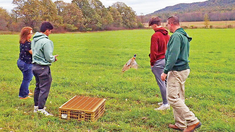 New York students learn conservation from pheasant stocking – Outdoor News