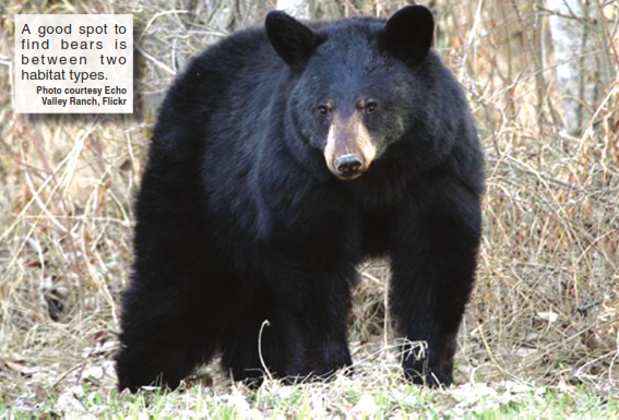 No Gang? You can hunt solo, or with a buddy or 2, and harvest a bear – Outdoor News