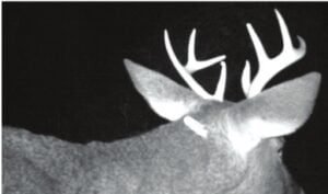 Notes off a soiled cuff: Plenty of similarities between Pennsylvania and Wisconsin when it comes to deer hunting – Outdoor News