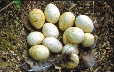 NWTF research: Why don’t some turkey eggs hatch? – Outdoor News