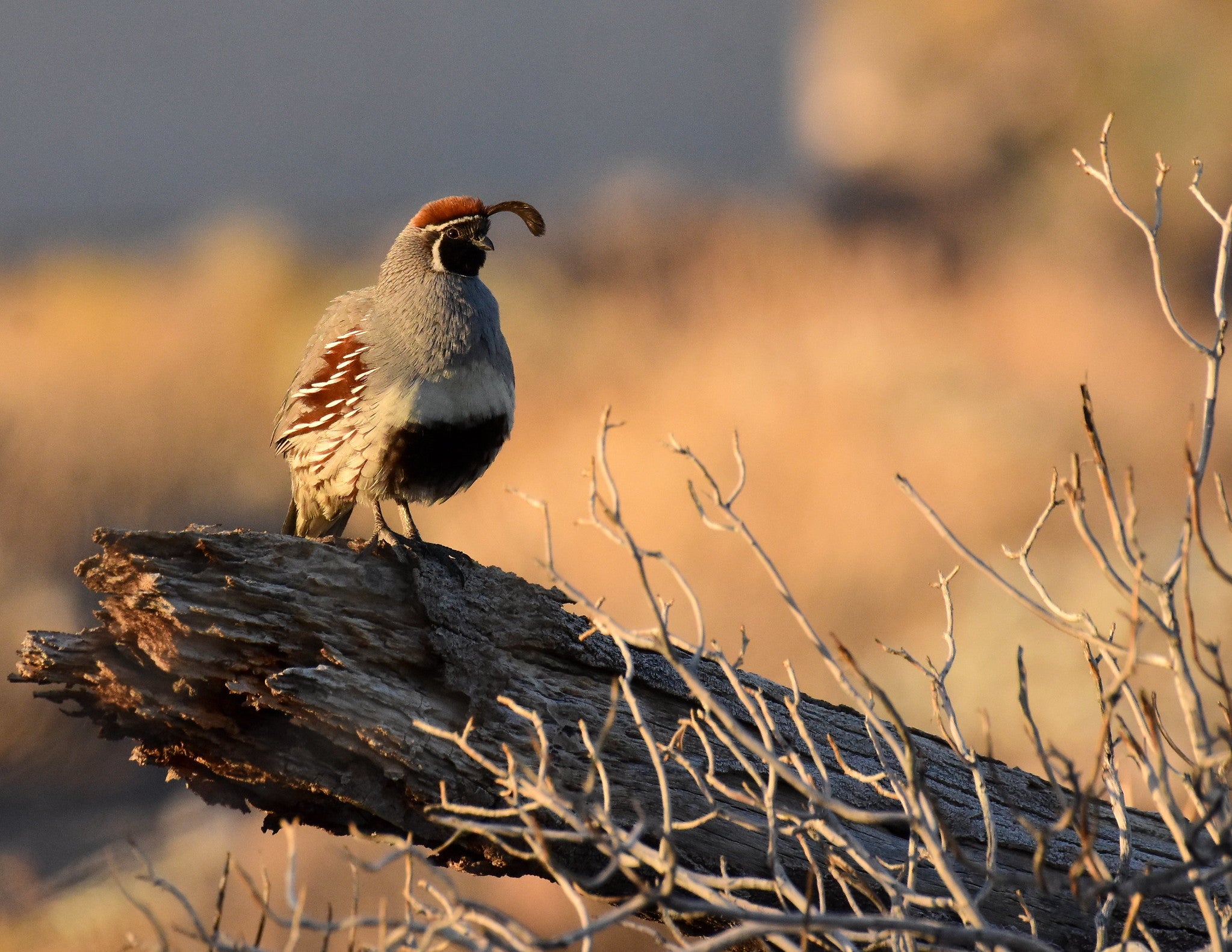 A gambel's quail sits ona. log in the evening sunshine.