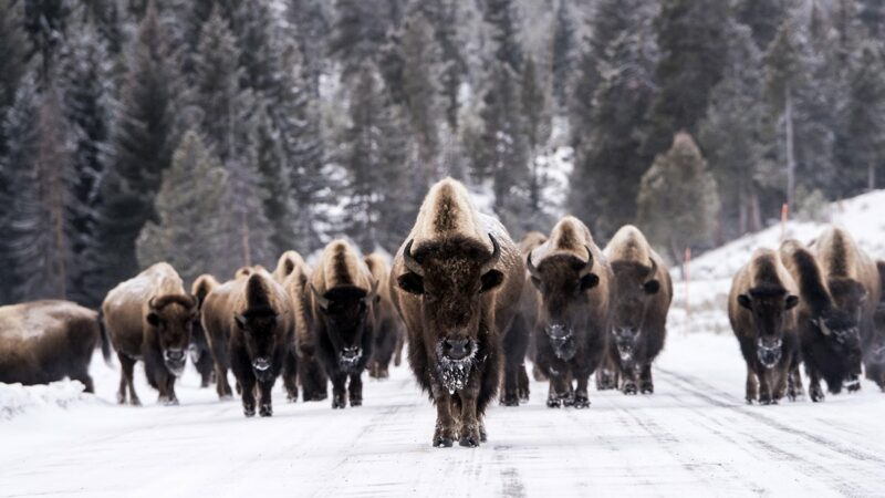 Pet the Fluffy Cows? 5 Bison Myths Busted by an Expert