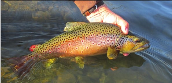 PF&BC board implements new C&R regs for wild brown trout – Outdoor News