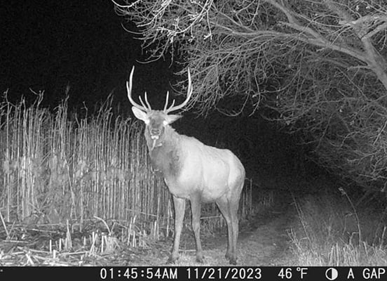 Rare elk sighting in Lyon County captured on game cameras from southwestern Minnesota – Outdoor News