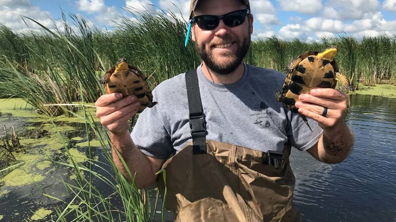 Research aims to understand and stabilize the threatened Blanding’s turtle in Iowa – Outdoor News