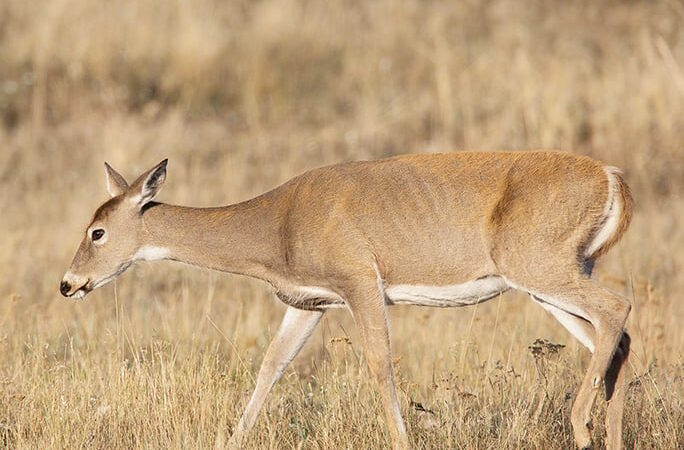 Should hunters be required to shoot a doe to get a second buck tag in Michigan? – Outdoor News