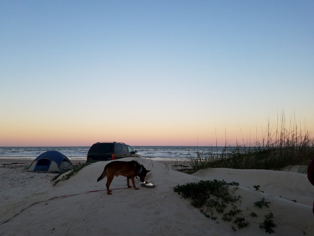 Dog at beach with tent in background 
