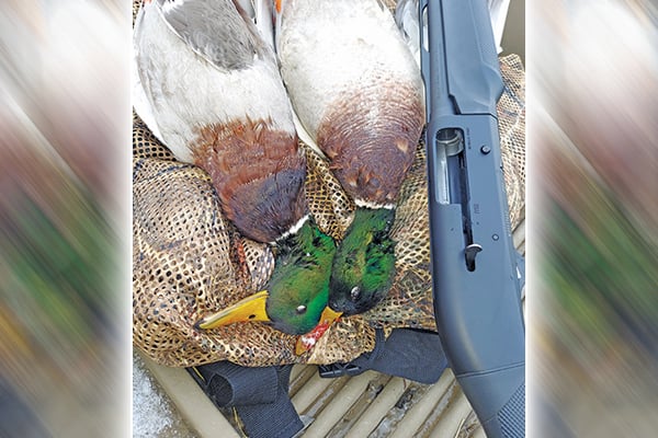 Steve Carney: What was behind a disappointing Minnesota duck hunting season? – Outdoor News