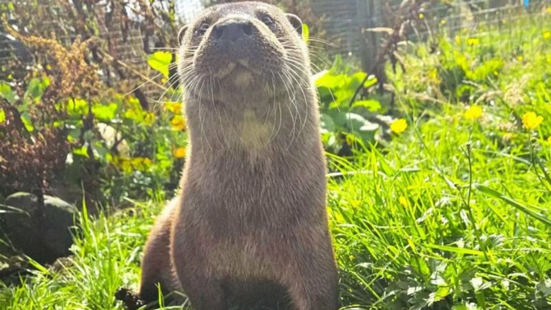 Stranded Baby Otter in Scotland Gets a Second Chance 
