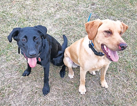 Streams of Thought: Liza the Lab hunts with her pups, and the nut didn’t fall far from the tree – Outdoor News