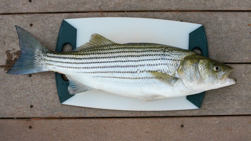 Striped bass management meetings coming up in New York, public comments welcome through Dec. 22 – Outdoor News