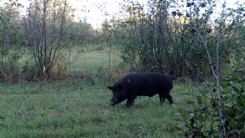 ‘Super pigs’ threatening to invade Minnesota? – Outdoor News