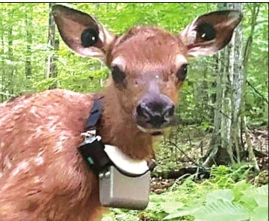 Suspicious about results of recent elk calf mortality study – Outdoor News