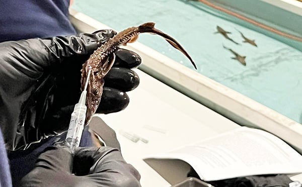 Tagging of Illinois lake sturgeon a vital step in state’s recovery process – Outdoor News