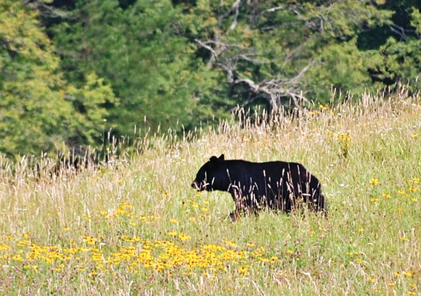 The Black Bear and it’s Many Color Phases – Outdoor News