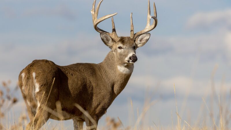 The changing face of deer hunting: Is it a good thing? – Outdoor News
